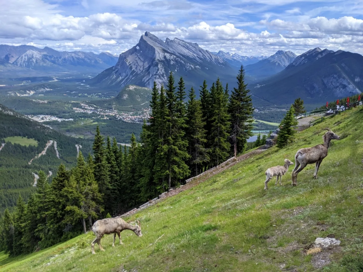 Top of chairlift views with bighorn sheep on grass, in front of mountains 