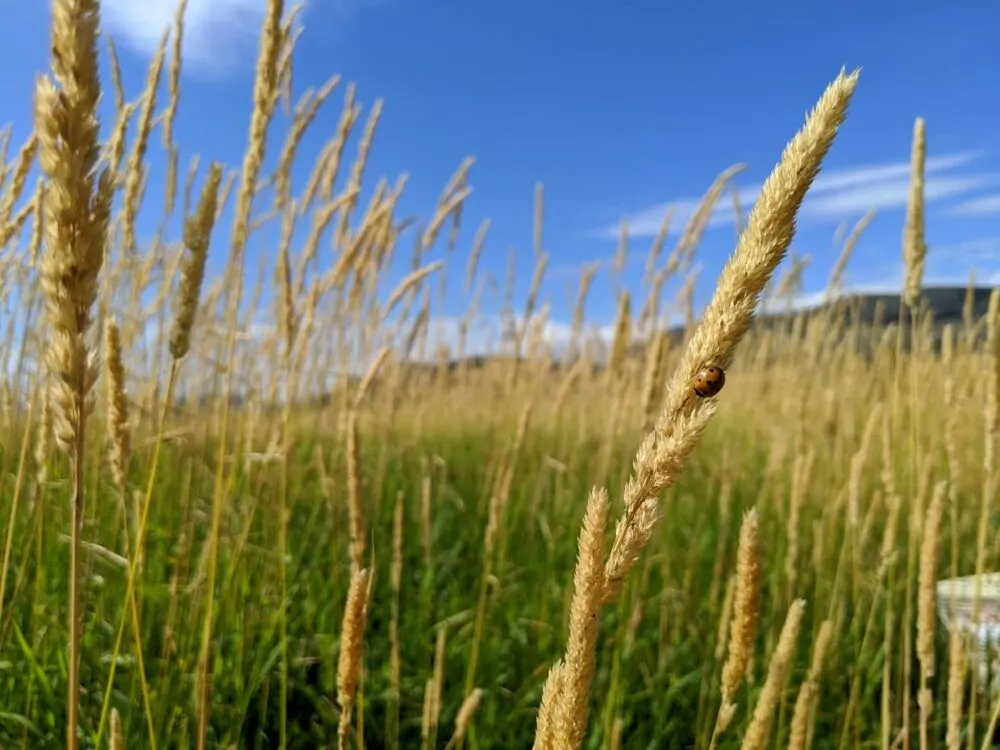 Close up of grass with ladybird at Swan Lake Nature Reserve, one of the best places to visit in Vernon