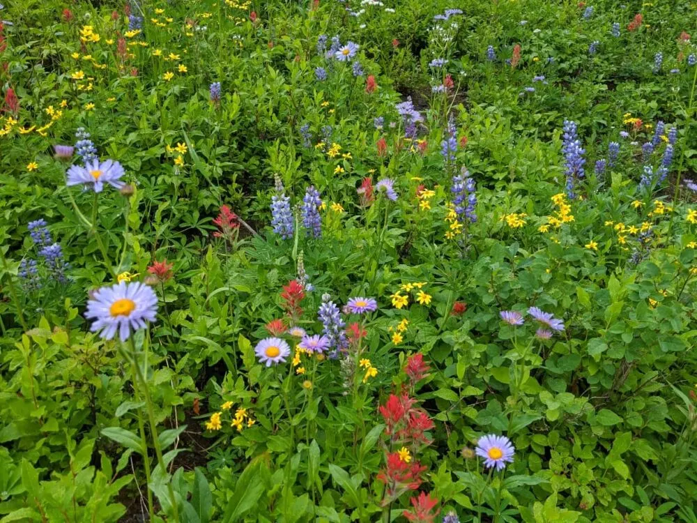 Mixture of subalpine wildflowers with purple daisies, lupins, paintbrush etc