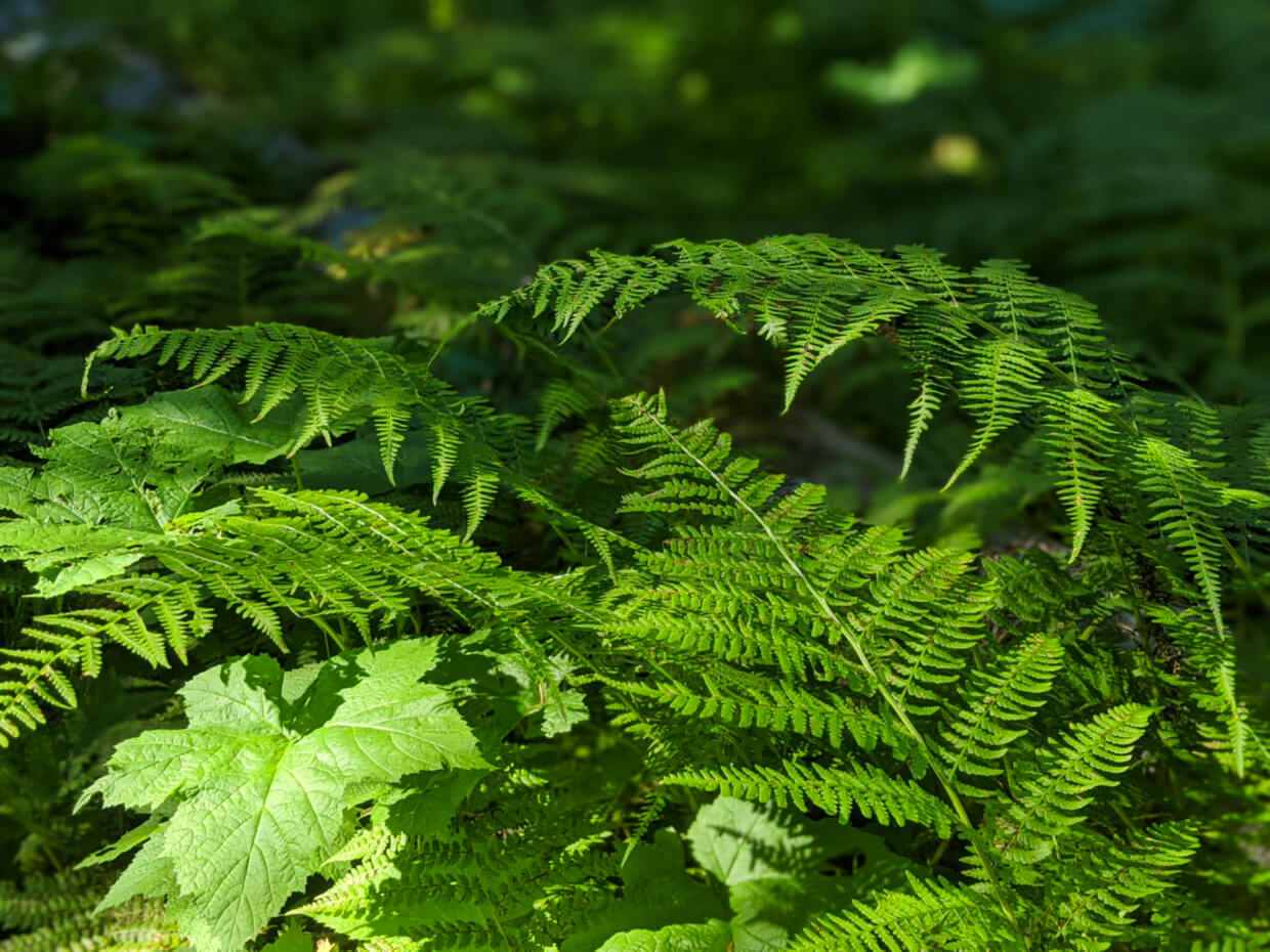 Close up of ferns on the Pinnacle Lake Trail