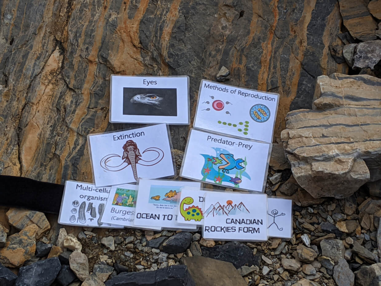 Flashcards and evolution timeline on ground, featuring Extinction, Burgess Shale etc.