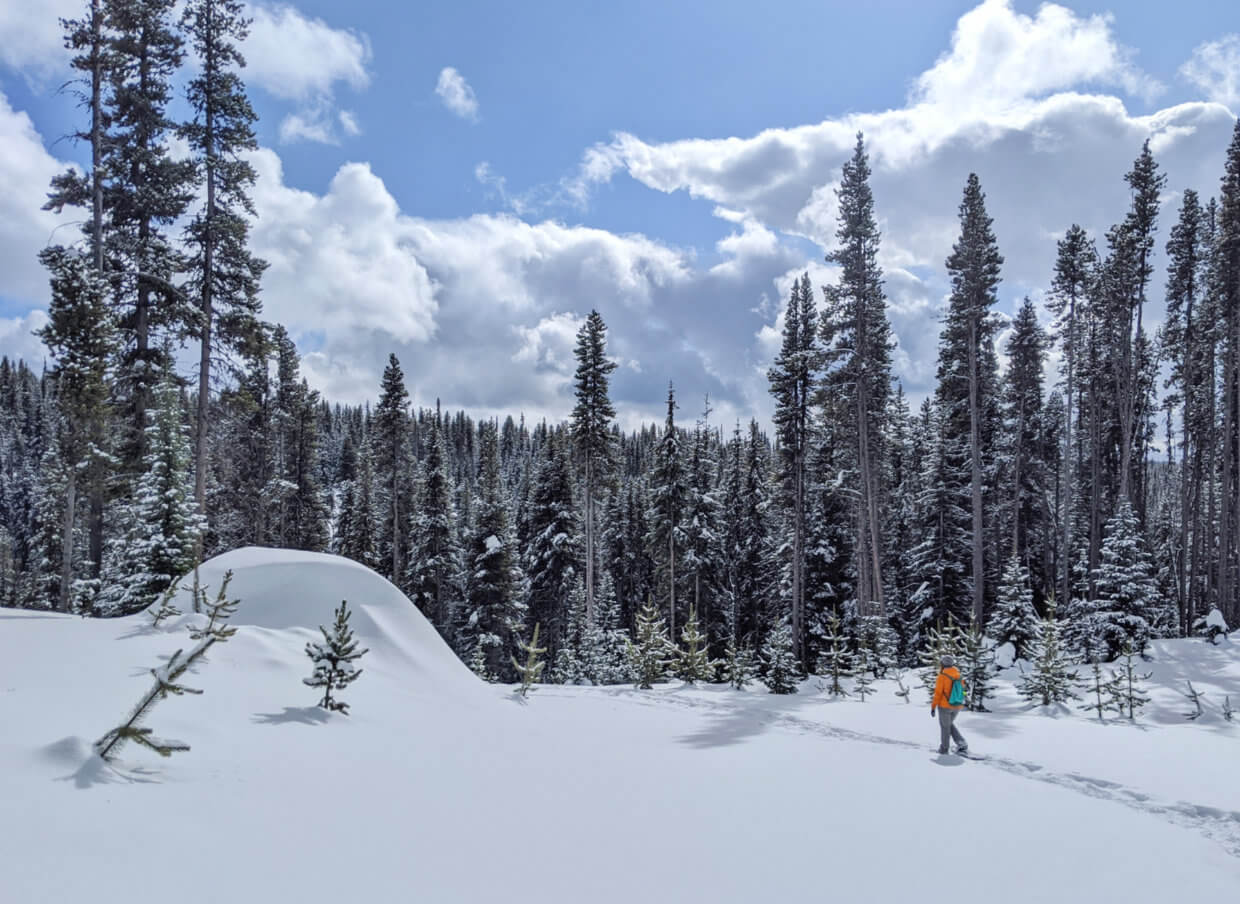 Side view of Gemma snowshoeing with tall trees rising from snow covered landscape