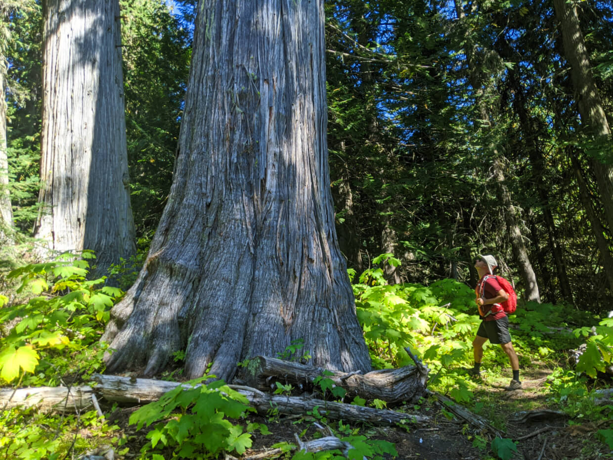 JR looking up at an old growth cedar tree on the Pinnacle Lake Trail