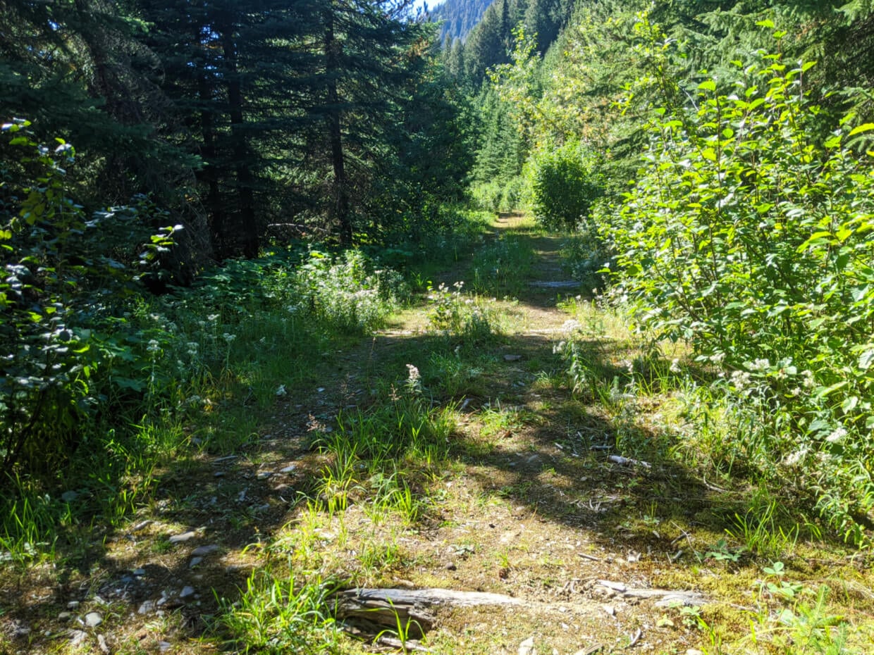 Wide and flat grassy path at the start of the Pinnacle Lake trail