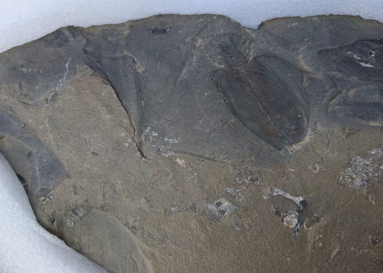 Close up of spade-like fossil within slab of shale