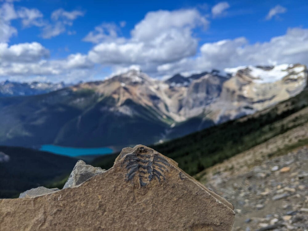 Burgess Shale fossil in rock being held up to camera in front of mountainous view