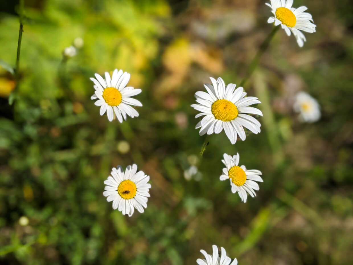 Close up of wildflowers on Pinnacle Lake Trail