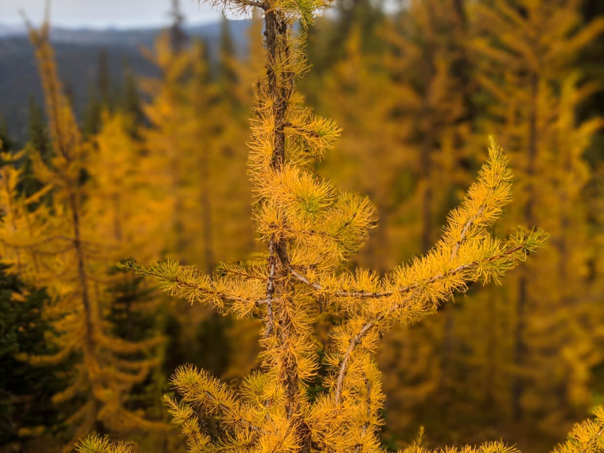 Close up of golden larch tree on Frosty Mountain