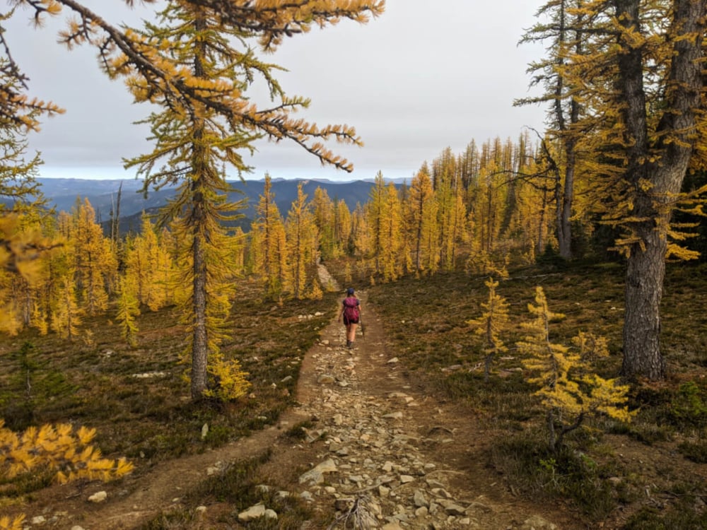 Gemma hiking away from camera through forest of larch on Frosty Mountain, Manning Park