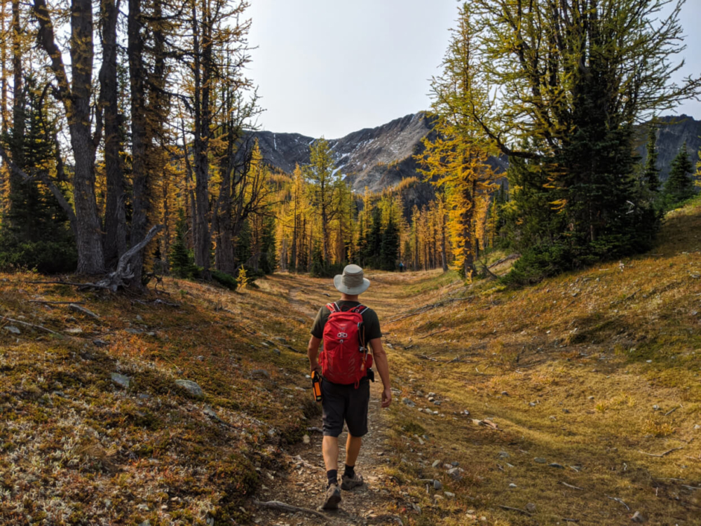 JR walking on dirt hiking path through golden larch forest with Frosty Mountain in background