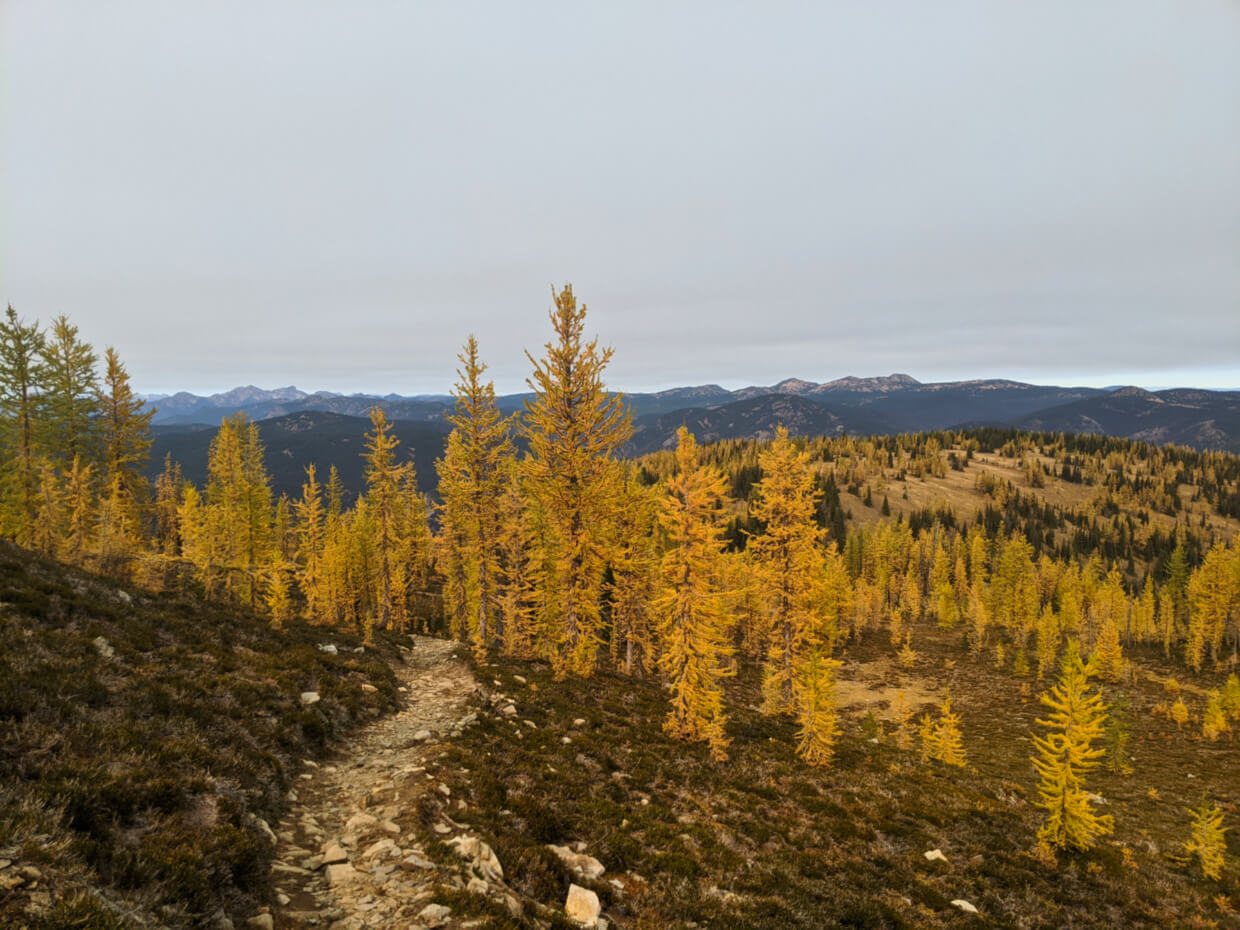 Rocky hiking path leading through golden larch forest
