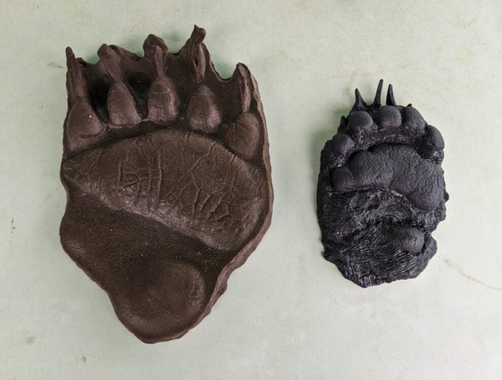 Grizzly and black bear paw print casts, side by side on table (the grizzly print is at least twice the size of the black bear print)