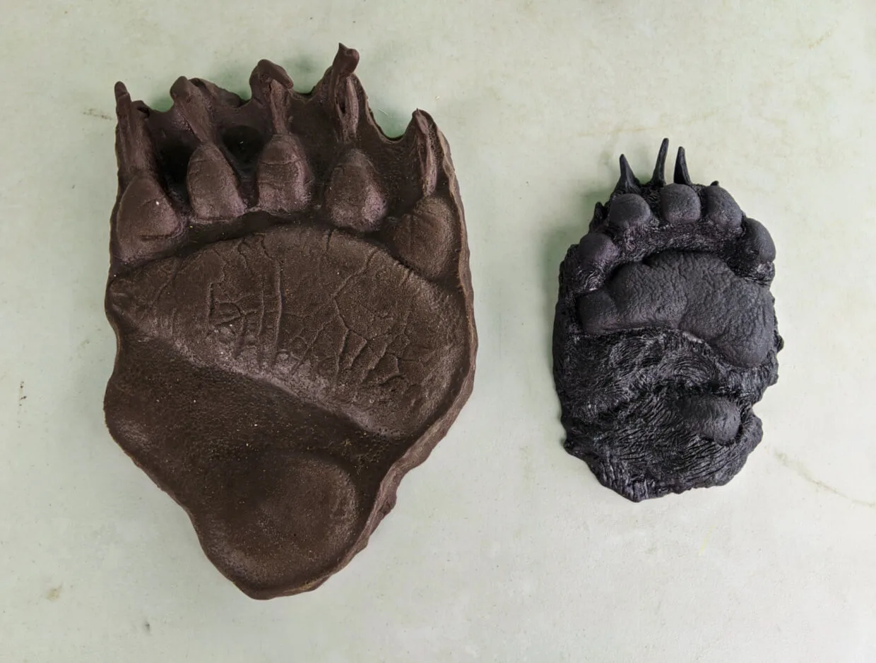 Close up of grizzly bear and black bear paw casts on table - the grizzly bear paw (on left) is twice the size of the black bear one (right)