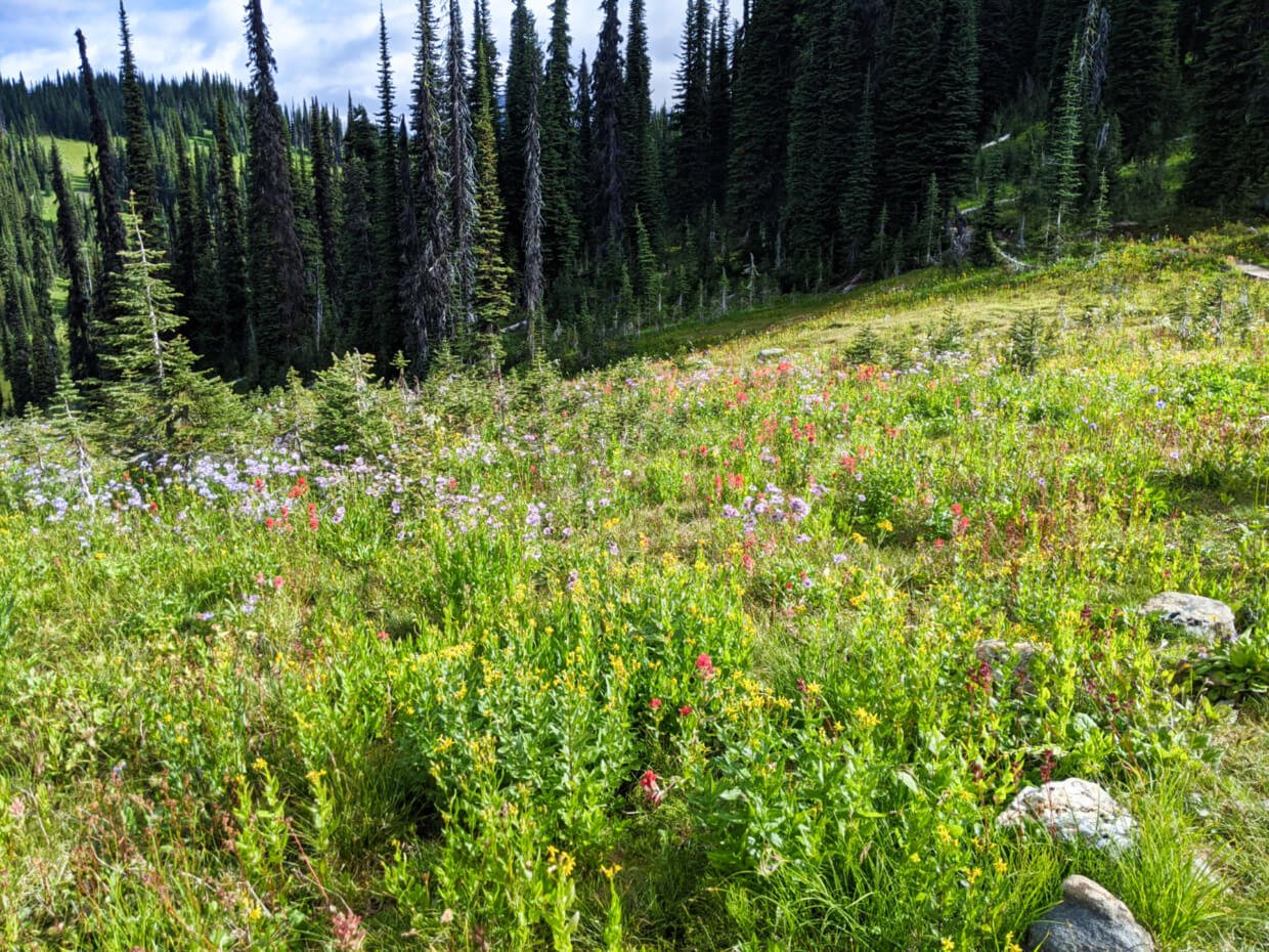 View of wildflower filled meadows with vibrant red, yellow and purple colours