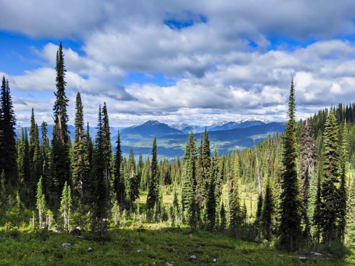 Forest next to Eva Lake Trail with mountains behind