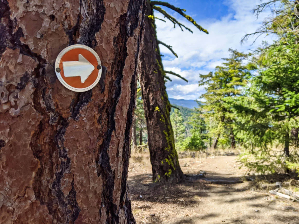 Arrow sign on tree trunk on hiking trail