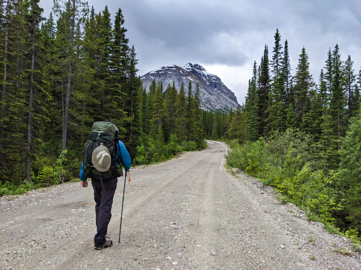 Back view of hiker walking along Lake O'Hara access road, an unpaved uphill road lined by forest, with snow capped mountain in background