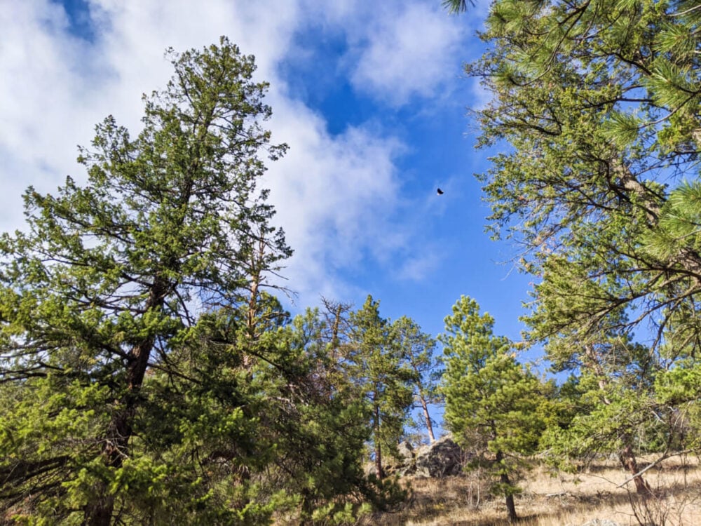 A bald eagle flies overhead on the Pincushion Mountain trail, above pine trees