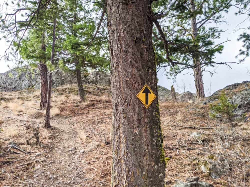 Yellow directional sign with arrow nailed onto tree, with dirt path in background