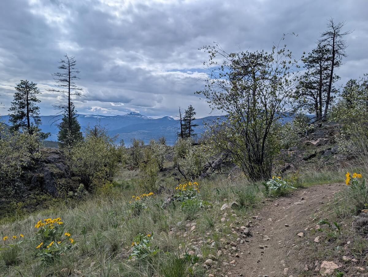 Winding dirt trail leads through dry grasslands landscape, with scattered yellow wildflowers, trees and mountain views in the background