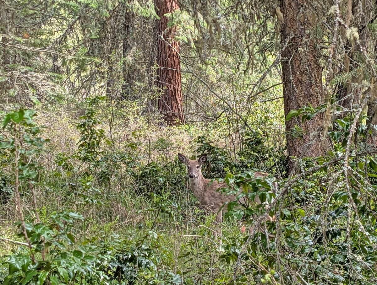 Close up of deer in forest while hiking the Predator Ridge trails