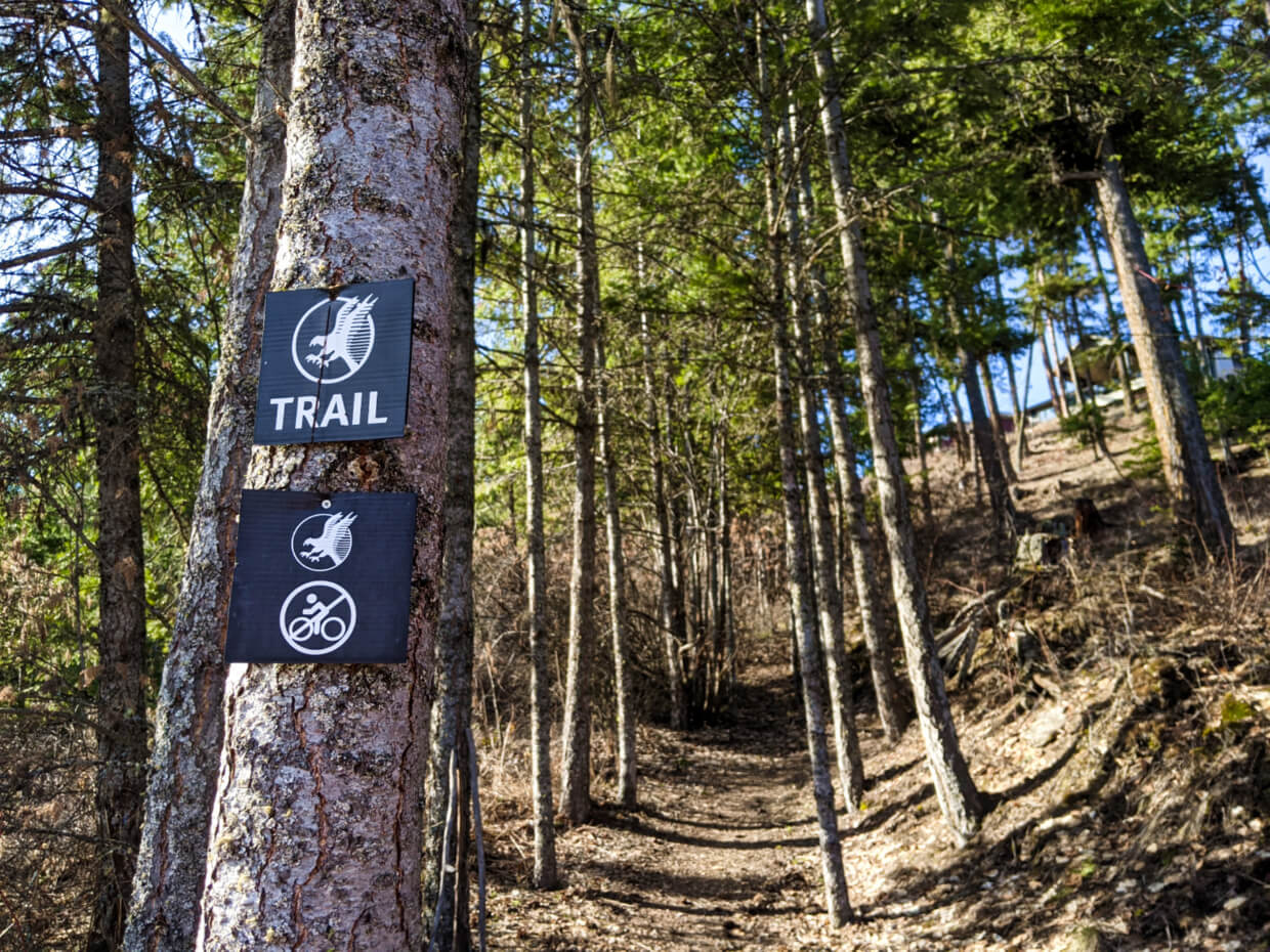 Hiking trail leading uphill, lined by small trees, one of which (close to camera) has a Predator Ridge trail sign with no bike symbol