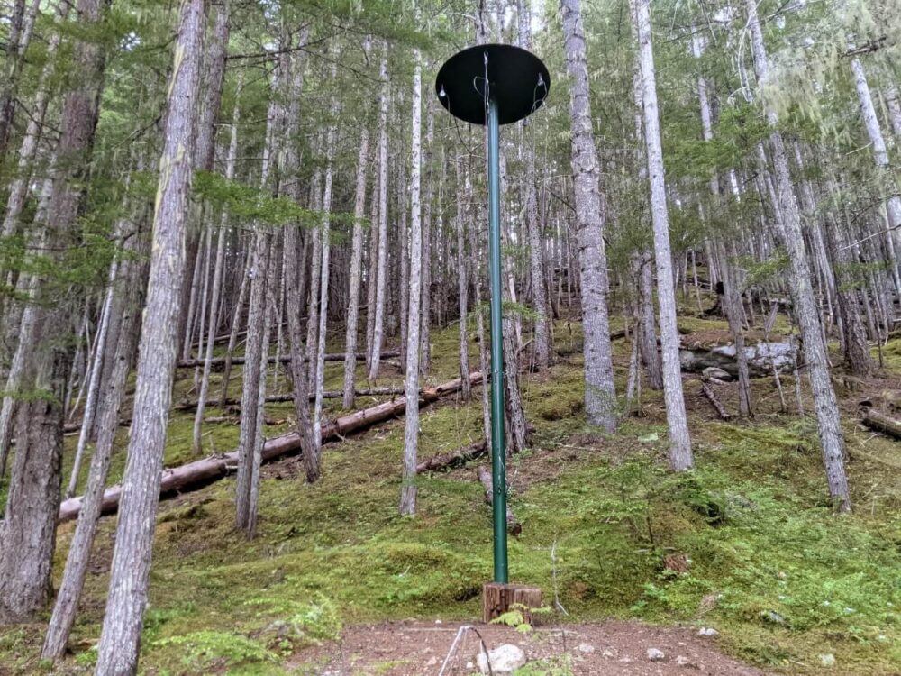 Looking up at metal bear hang with cables hanging off round top, set into forest at Spectrum Lake campground