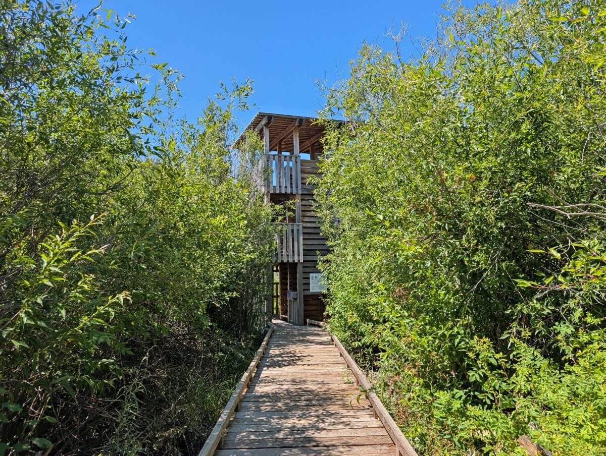 A forested lined boardwalk leads to a three storey wooden birdhide at Vaseux Lake