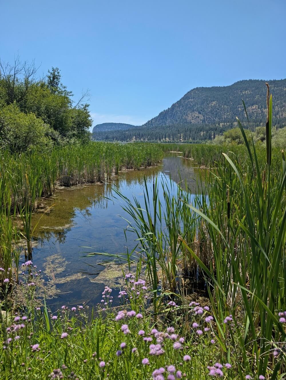 Marshland area near Vaseux Lake, with purple flowers in foreground, calm lake in background