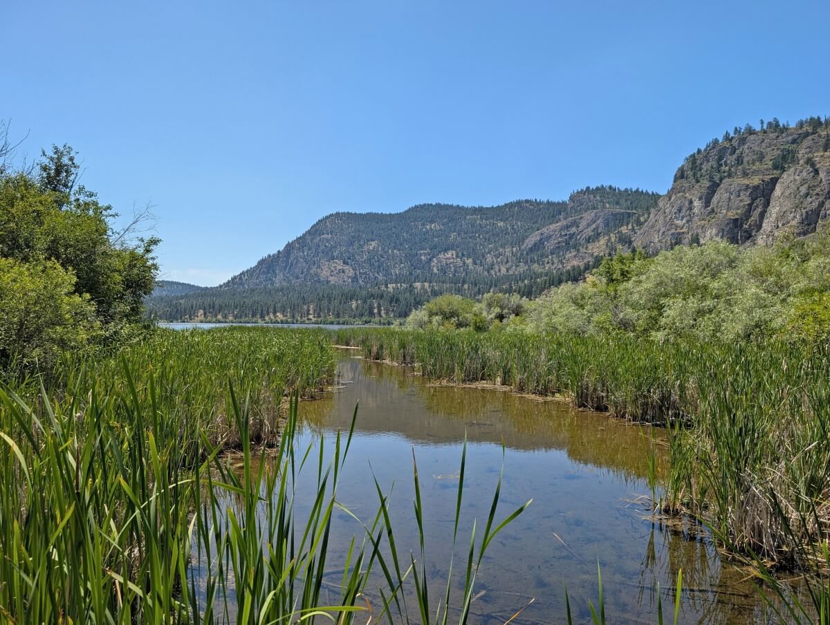 Vaseux Lake marshland area with forested hills in background