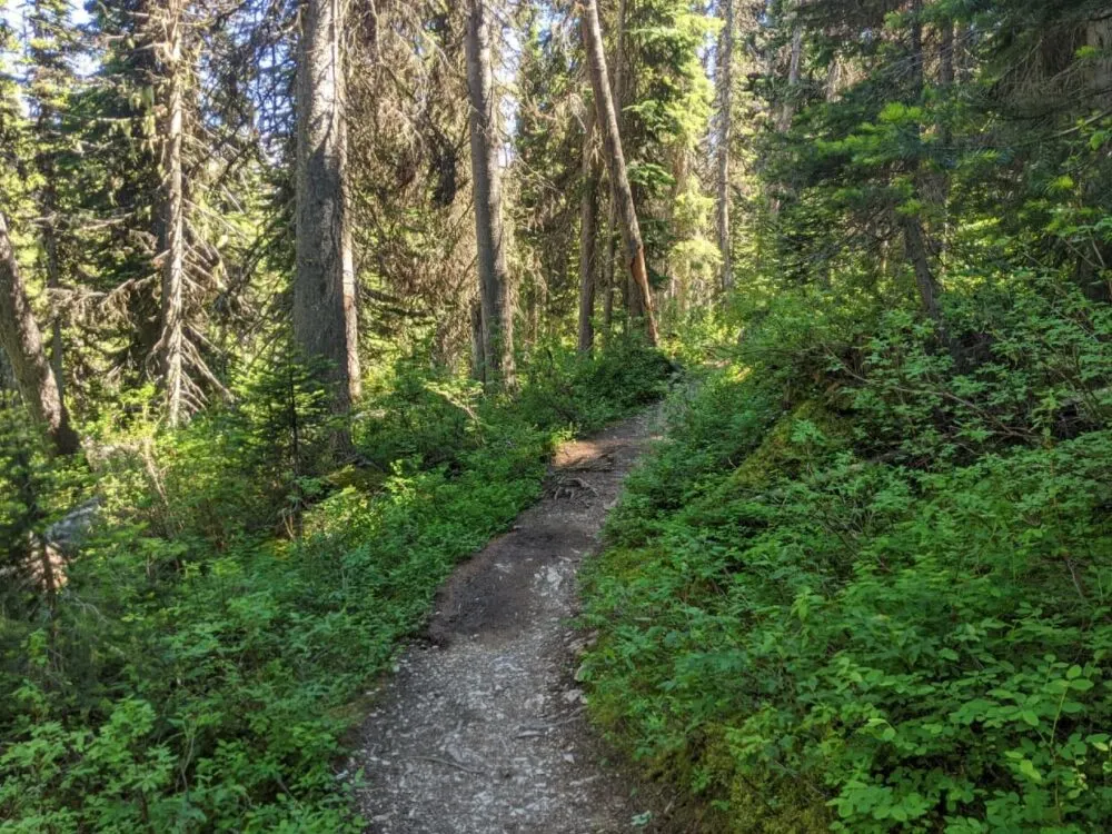 A hiking trail leads through forested area