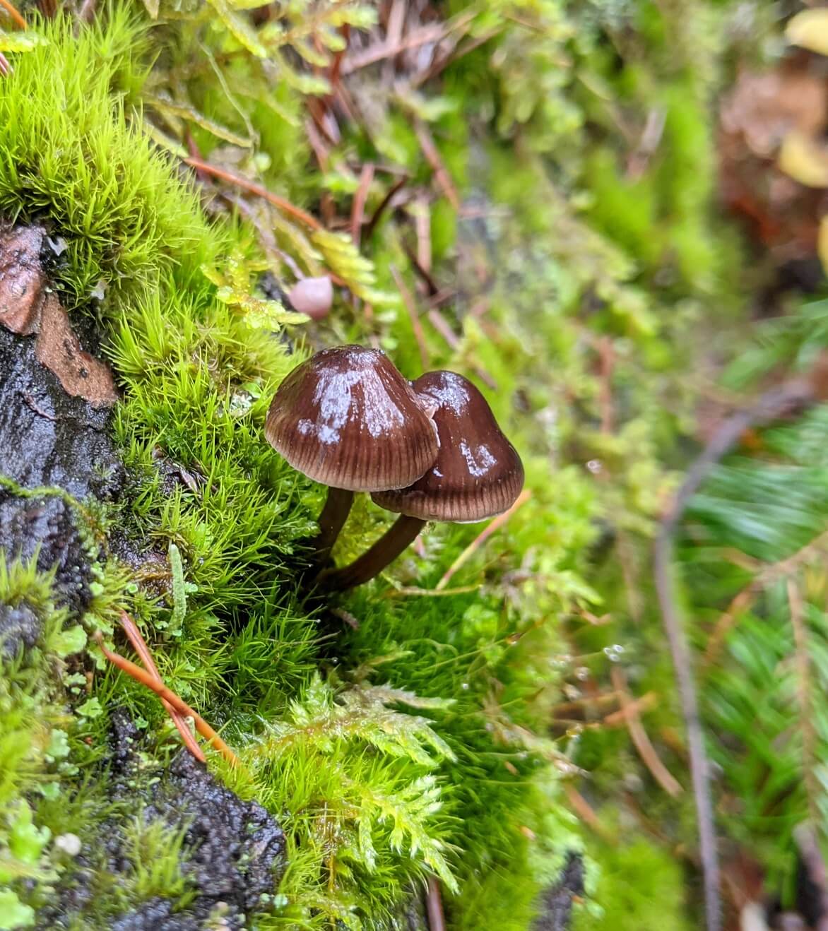 Close up of two delicate brown mushrooms on mossy log