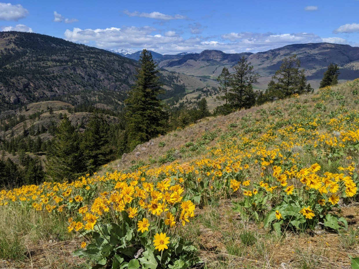 Slope of grassy hill on Guys Cache Loop hike covered in golden arrowleaf balsam flowers with hill layers in background