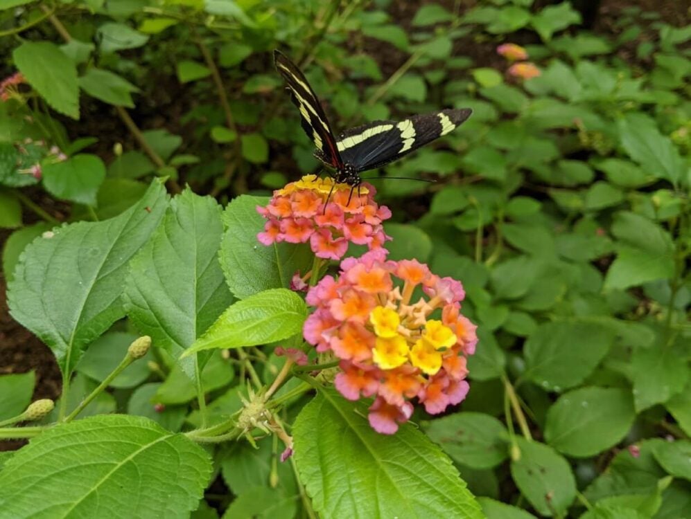 Close up of black and cream butterfly sat on yellow, orange and pink flowers with green foliage in the background