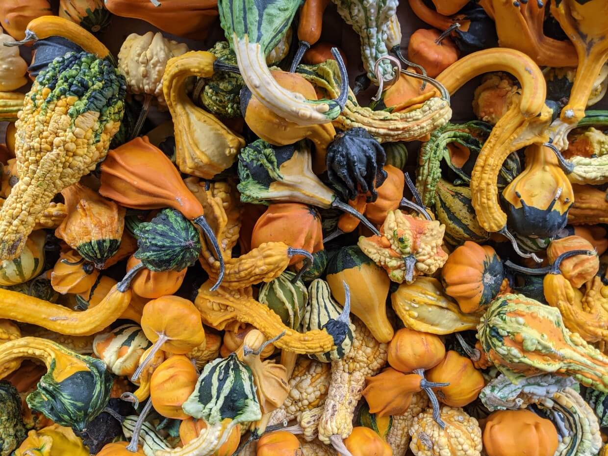 Overhead view of pile of decorative squash in Osoyoos