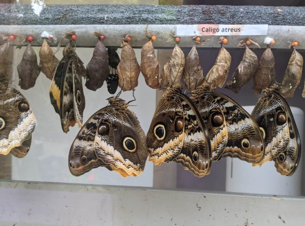 Close up of butterflies emerging from chrysalis at Butterfly World, with four large butterflies hanging upside down