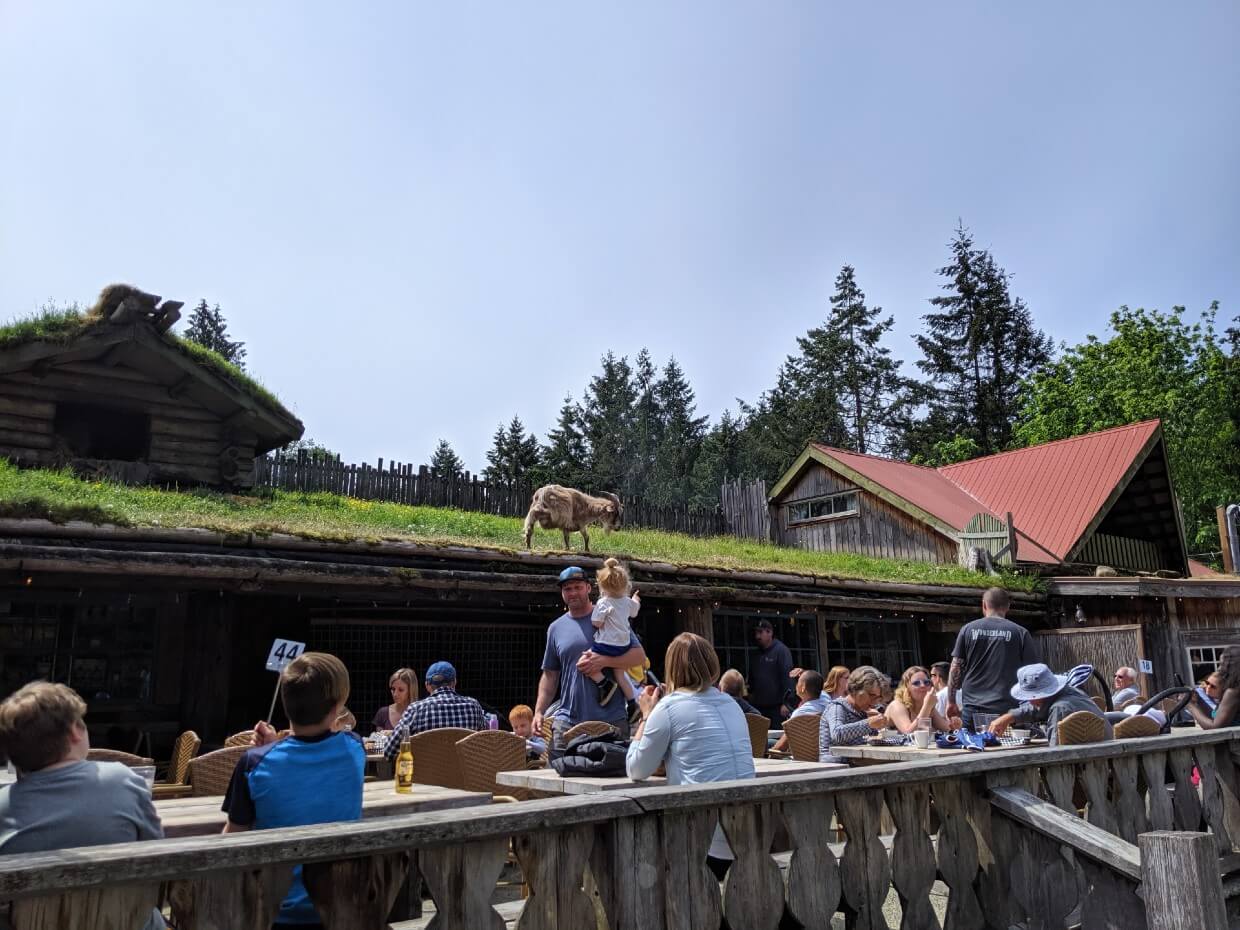 Looking over the fence to café area with one story building behind. The roof of the building is covered in grass and a goat walks away