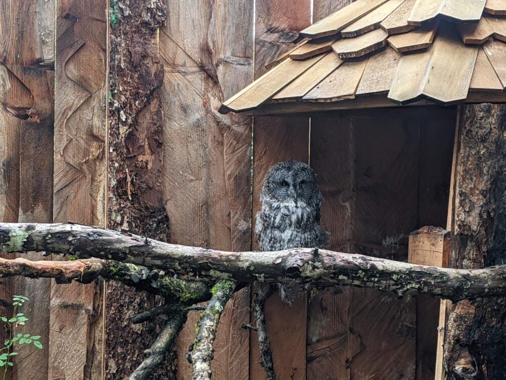 Close up of Great Gray Owl sat on branch looking towards camera, with wooden fence behind