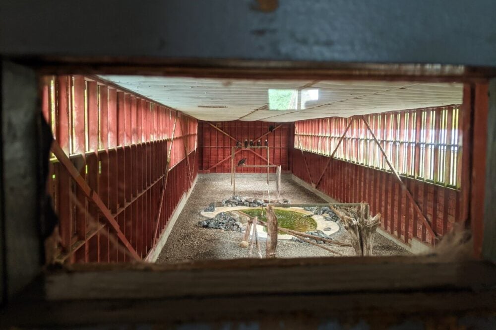 Peek through view of flying area at North Island Wildlife Recovery Centre - there are at least five birds of prey sat on a wooden stand at the end