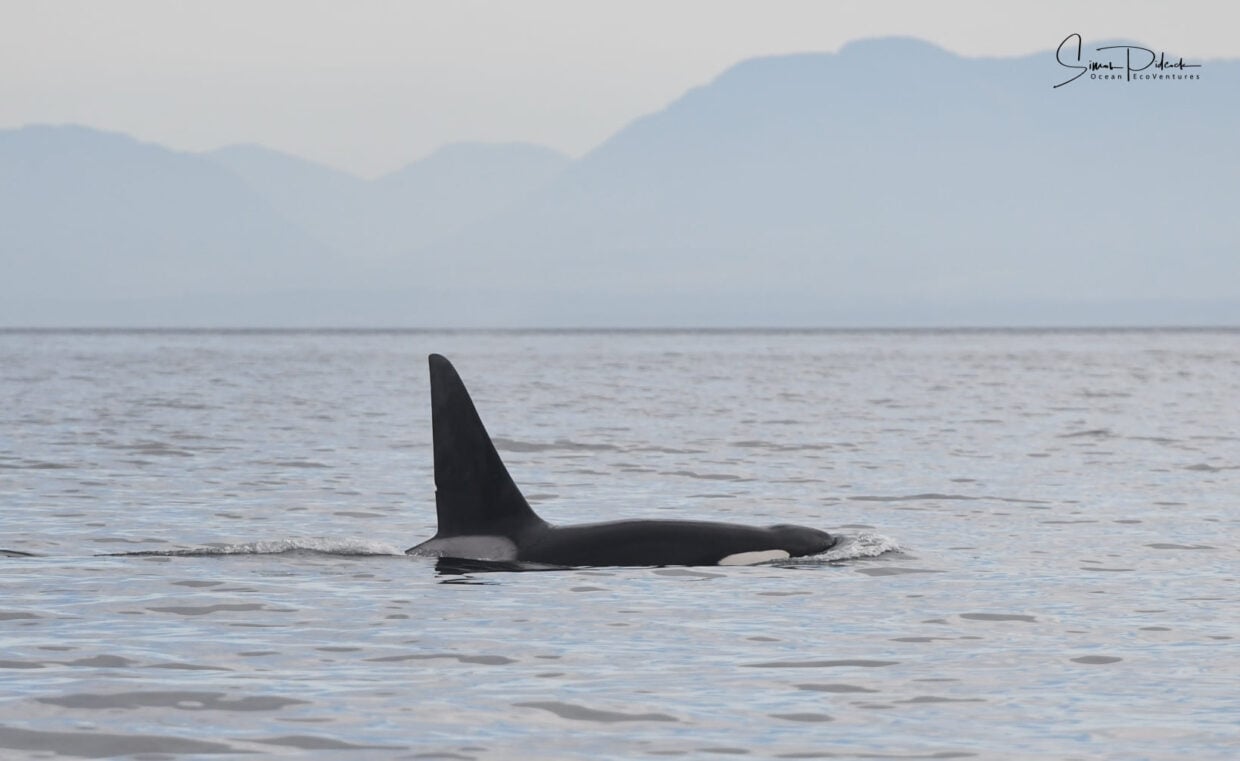 Orca breaching 