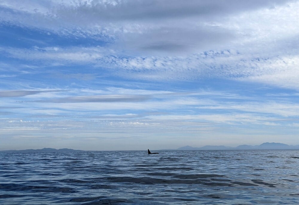 Ocean view with large orca fin rising out of water, with mountains visible in background