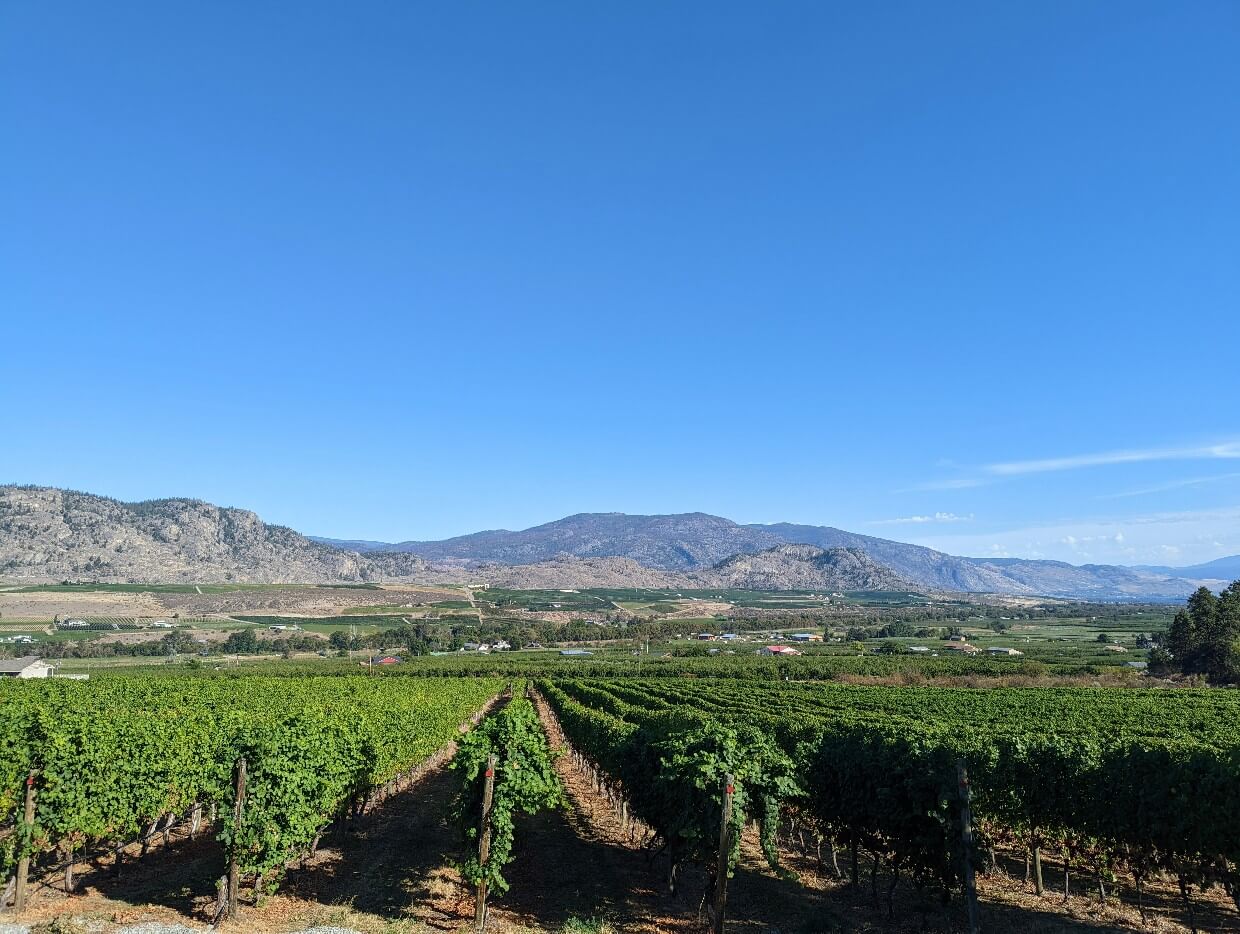 Side view of vineyard rows with sun drenched hills of Osoyoos in background