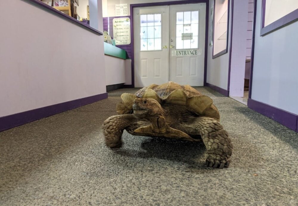 Head on view of Samson the tortoise walking the floor of the Butterfly World gift shop