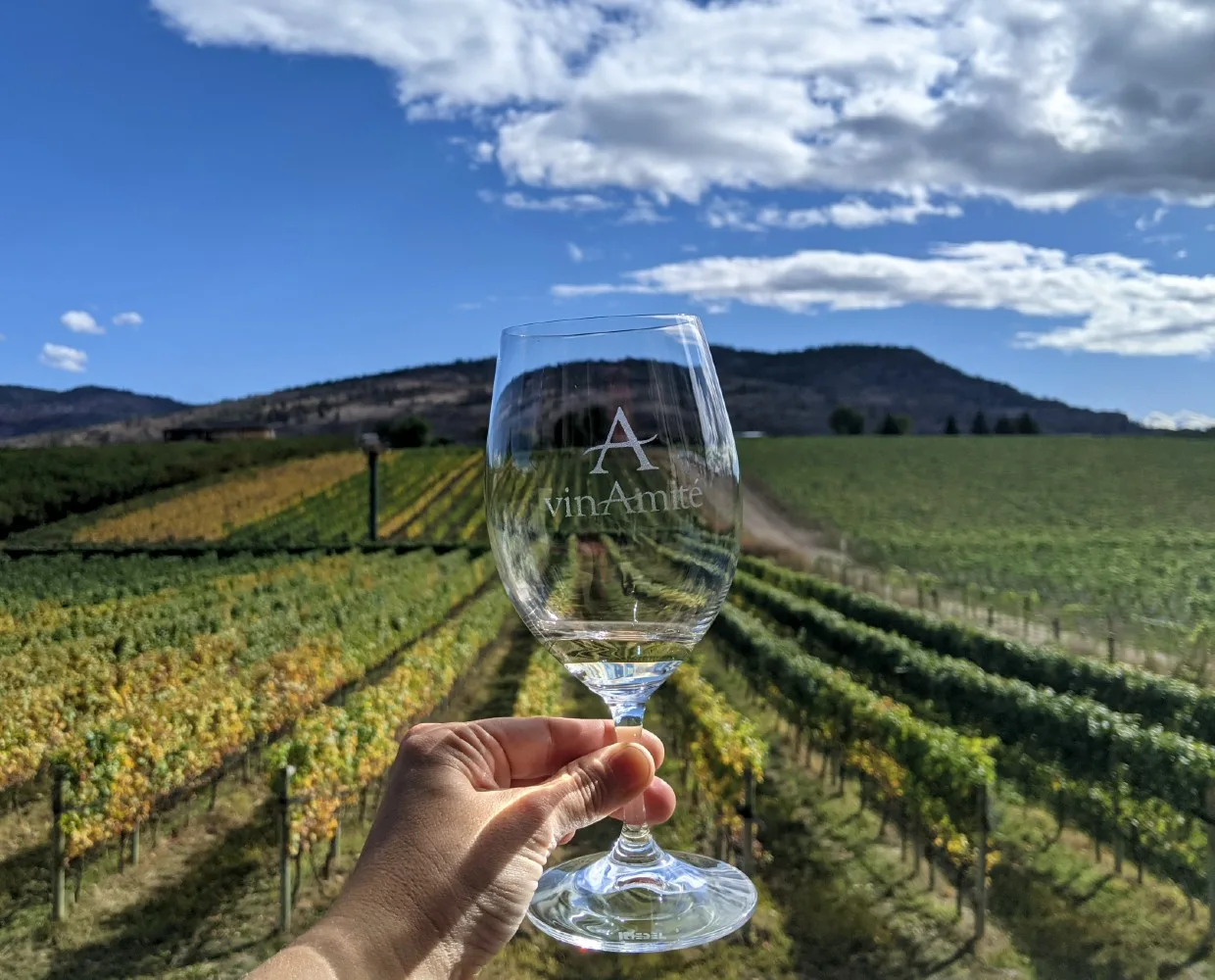 A hand holds up a VinAmité branded wine glass in front of yellowing vineyard