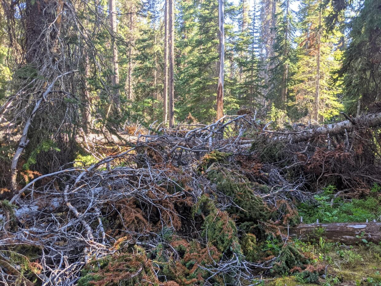 View of fallen trees blocking HBC Trail path in forest