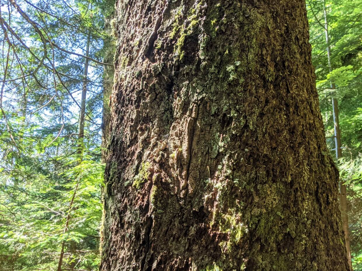 Close up of tree trunk with 100+ year old vertical axe marking