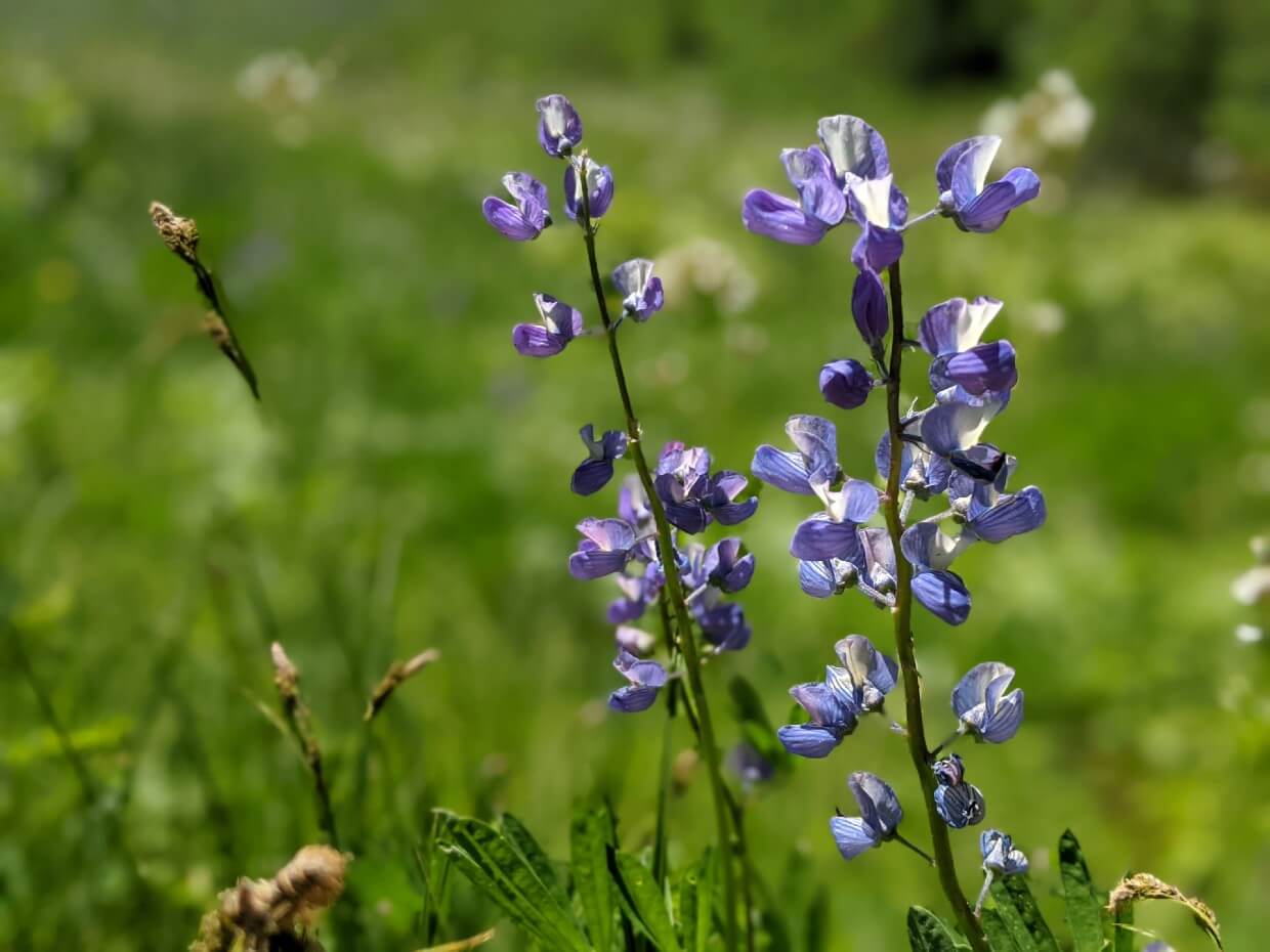 Close up of blue wildflowers