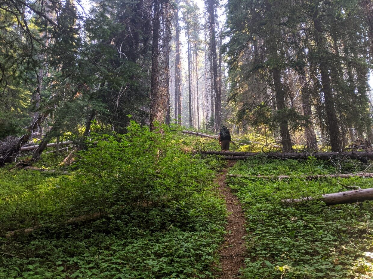 Back view of JR hiking up hill in forest on HBC Trail