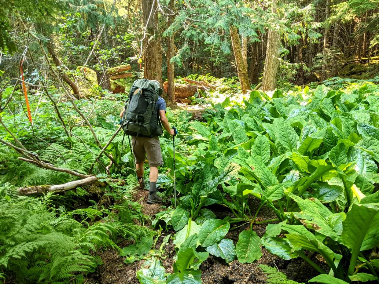 Back view of JR hiking through skunk cabbage bogs in the Upper Sowaqua Valley. Some of the skunk cabbages reach his waist