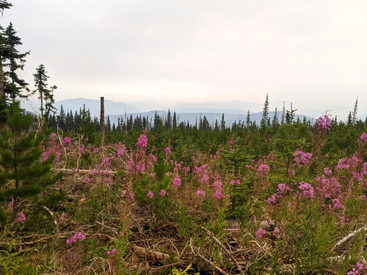 Pink wildflowers in foreground, smoky skies behind logged forest in background